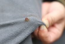 Effective Liquid Solutions to Keep Ticks Away