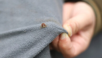 Effective Liquid Solutions to Keep Ticks Away